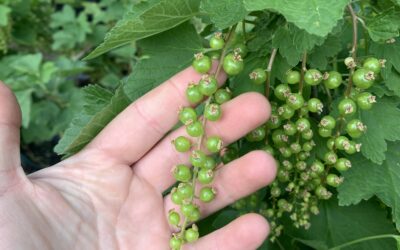 Notes from the Field: Week of May 20