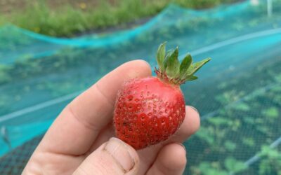 Notes from the Field: Week of May 27th