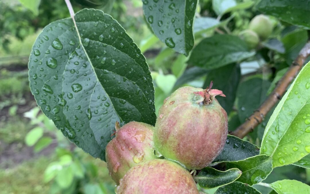 Notes from the Field: Week of June 3rd