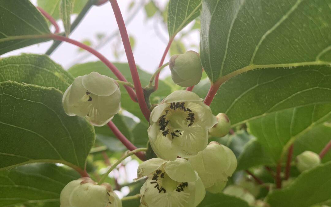 Notes from the Field: Week of June 10th