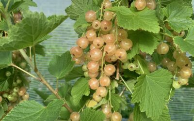 Notes from the Field: Week of June 24th