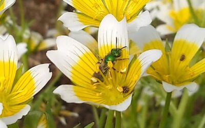 Top 5 Tips for Pollinator-Friendly Pest Management