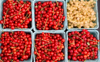 Featured Fruit: Ribes