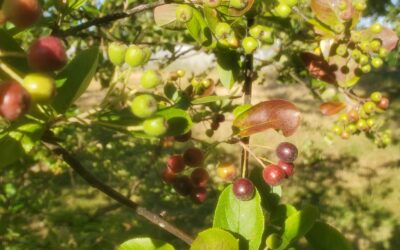 Notes from the Field: Week of July 15