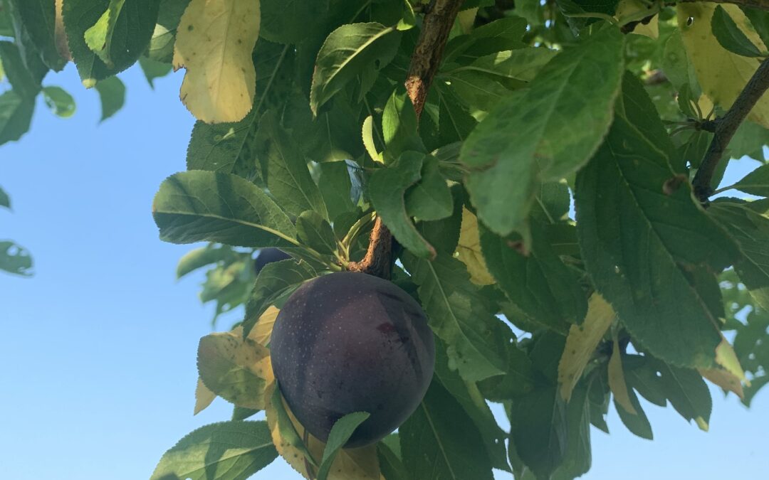 Notes from the Field: Week of July 22