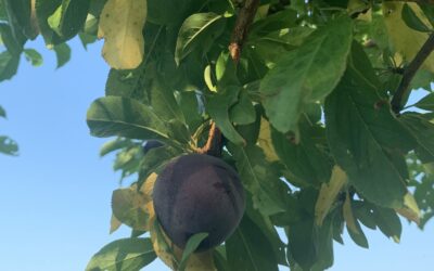 Notes from the Field: Week of July 22