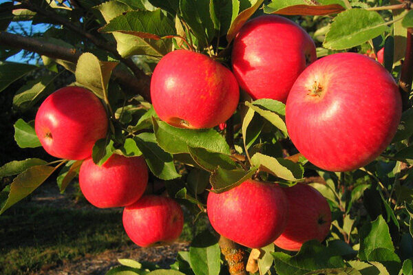 Cosmic Crisp® Apple Tree  Cloud Mountain Farm Center & Nursery