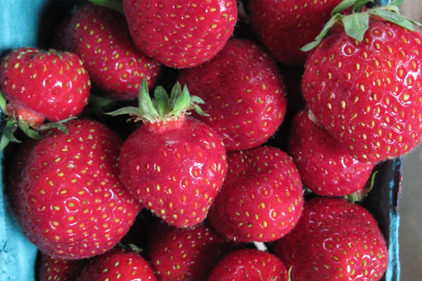 Albion Strawberry