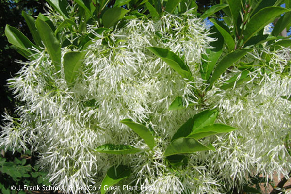 American Fringe Tree
