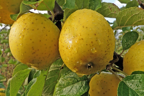 Honeycrisp Apple  Freedom Forest Nursery