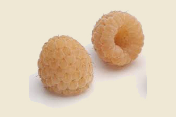 Anne Raspberry