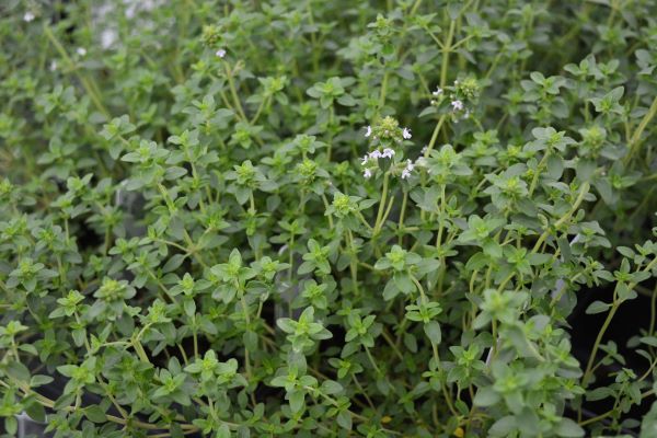 Archer's Gold Creeping Thyme