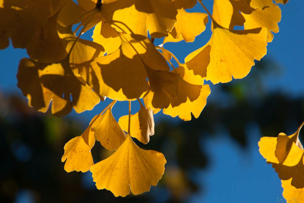 Autumn Gold Ginkgo