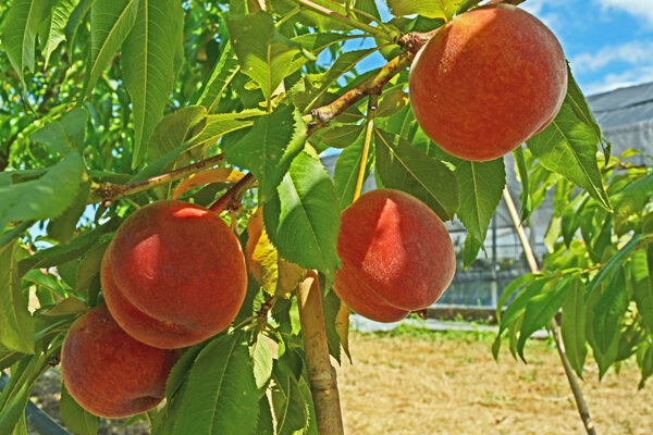 Avalon Pride Peach