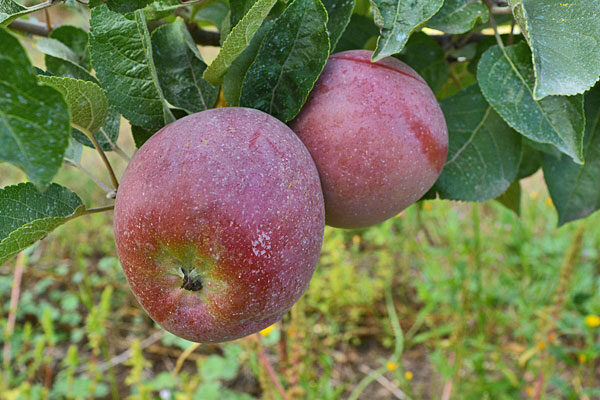 Honeycrisp Apple Tree  Cloud Mountain Farm Center & Nursery