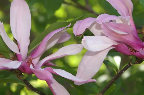 Betty Magnolia
