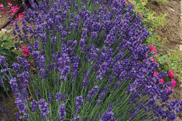 Blue Jeans English Lavender