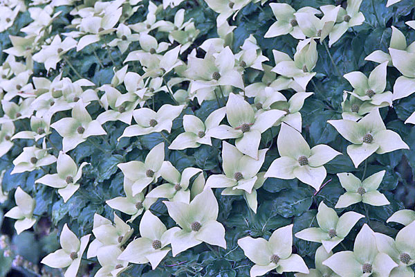 Blue Ray Chinese Dogwood