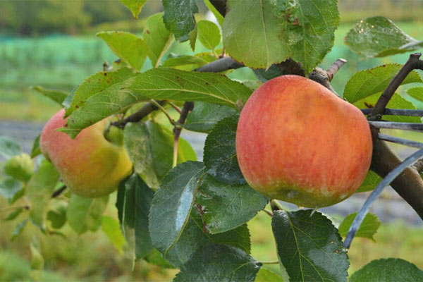 Monster Bramley Apple, about 2x the usual size. For scale in the background  is another mammoth apple and an unusually small Bramley, the size of a  normal apple. : r/AbsoluteUnits