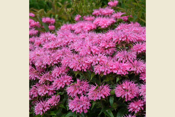 Bubblegum Blast Beebalm