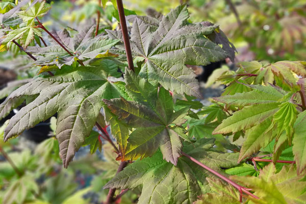 Burgundy Jewel Vine Maple