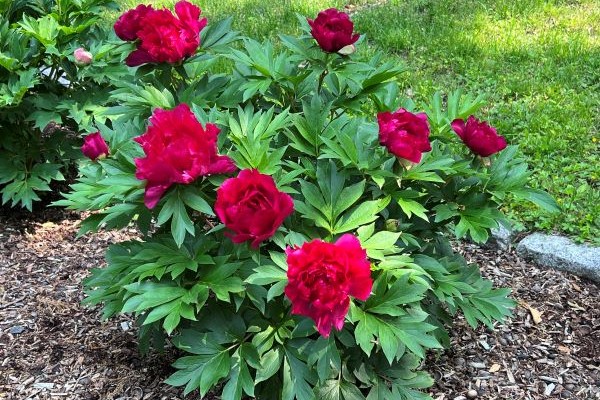Candy Apple™ Itoh Peony