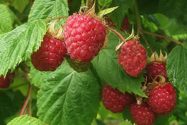 Cascade Delight Raspberry