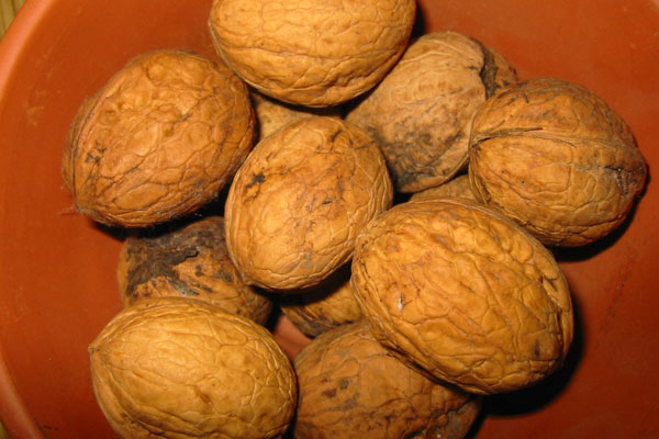 Cascade English Walnut