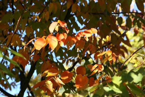 Columnar Zelkova
