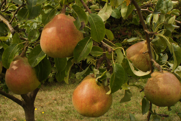 Comice Pears - Washington Comice Pear Growers - Washington Fruit