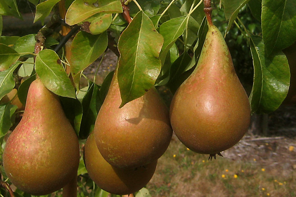 Growing Apples and Pears