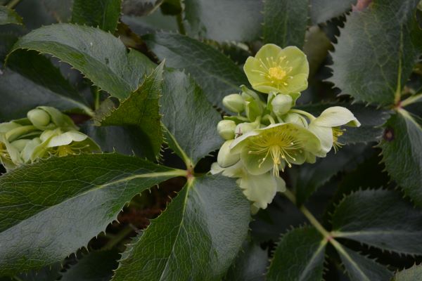 Corsican Hellebore