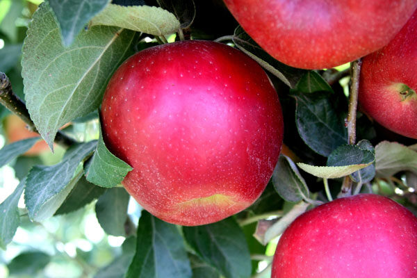 Beni Shogun Fuji Apple  Cloud Mountain Farm Center & Nursery