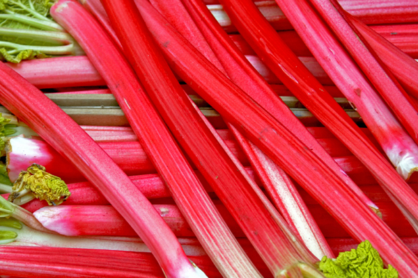 Crimson Cherry Rhubarb  Cloud Mountain Farm Center & Nursery