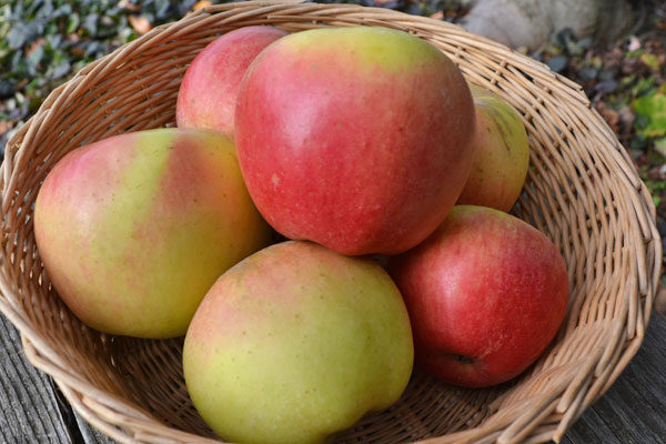 Honeycrisp Apple Tree  Cloud Mountain Farm Center & Nursery