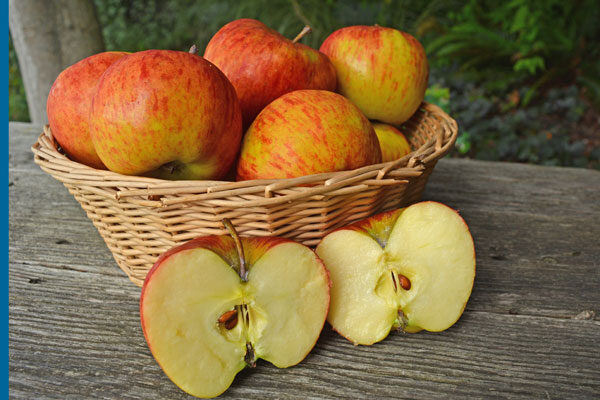 Crimson®Topaz Apple Tree