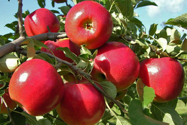 CrimsonCrisp® Apple Tree