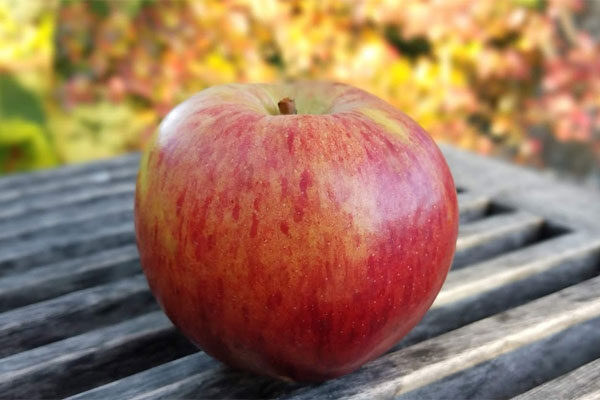 Beni Shogun Fuji Apple  Cloud Mountain Farm Center & Nursery