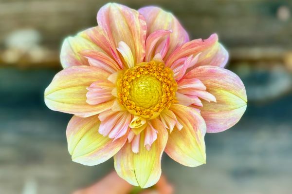 Dahlia Apple Blossom