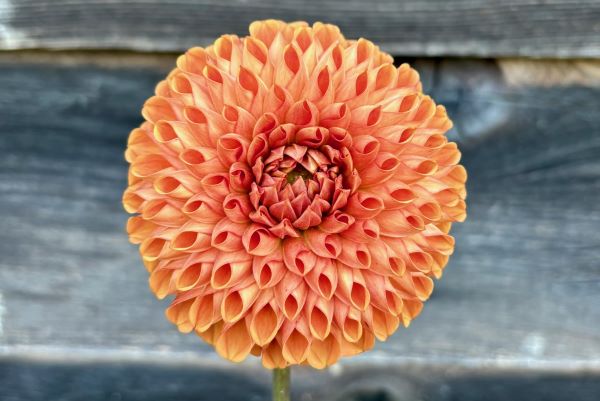 Dahlia Cornel Bronze
