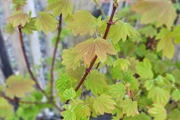 Del’s Dwarf Vine Maple