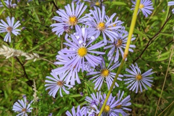 Douglas Aster