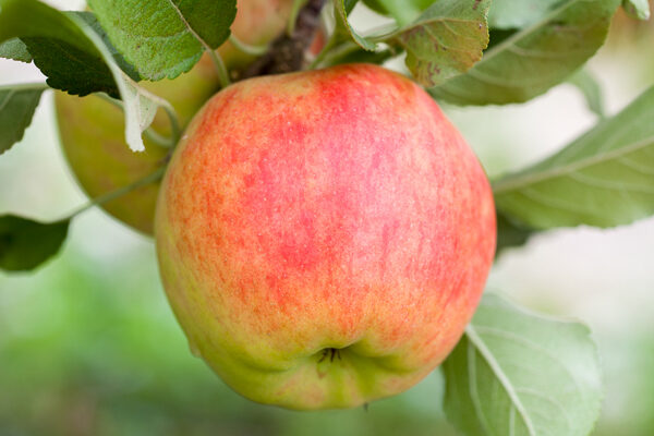 Elstar Apple Tree