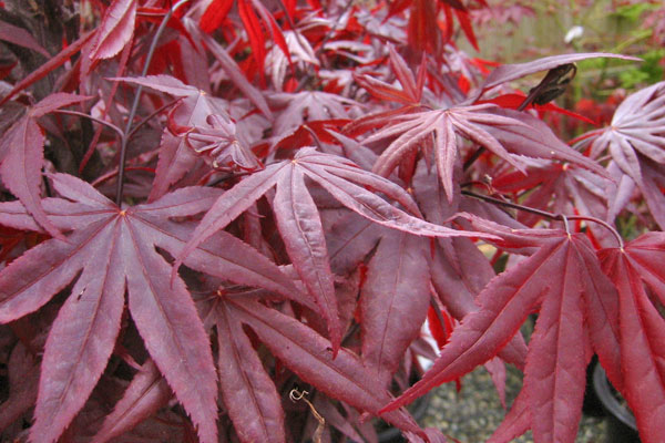 Emperor Japanese Maple