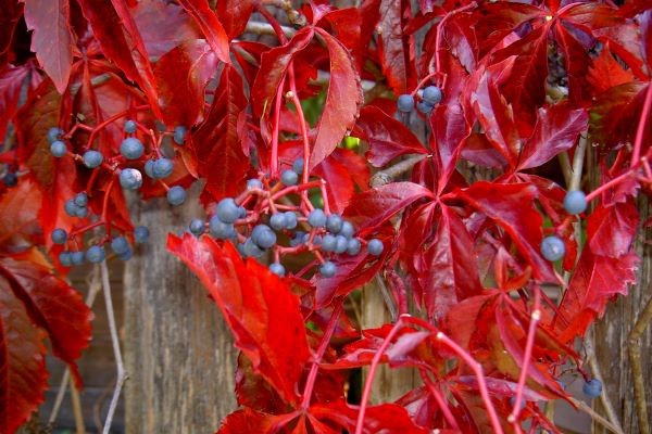 Engelmannii Virginia Creeper