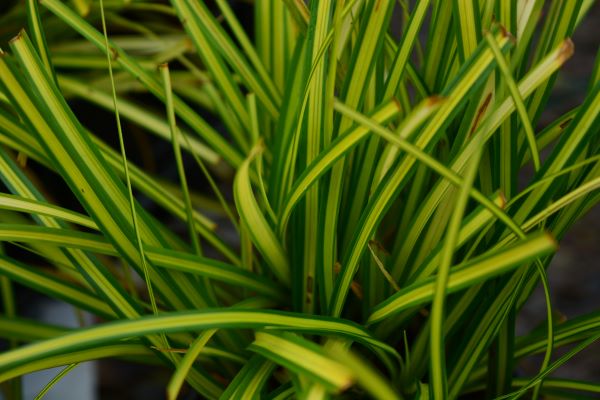 Eversheen Variegated Sedge