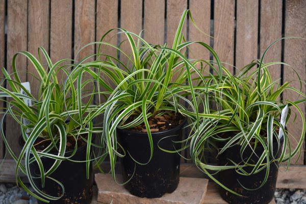 Feather Falls Carex