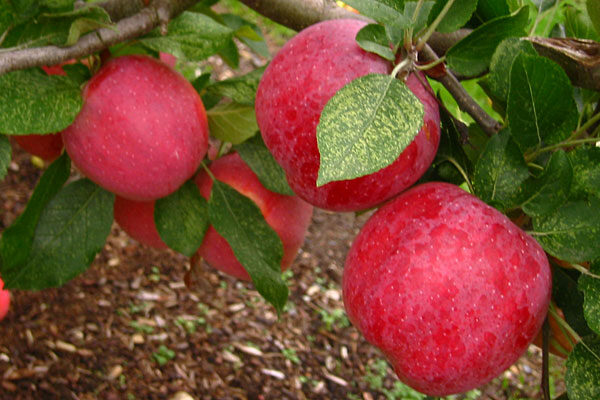 Florina Apple Tree