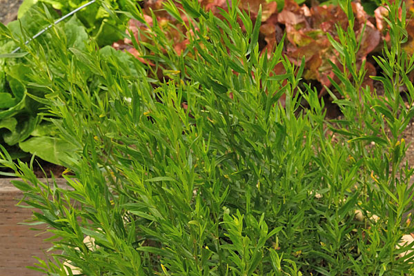 French Tarragon