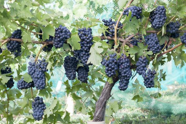Wine grape vines new arrivals